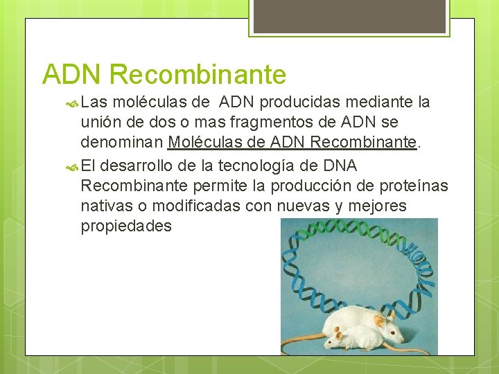 ADN Recombinante Las moléculas de ADN producidas mediante la unión de dos o mas