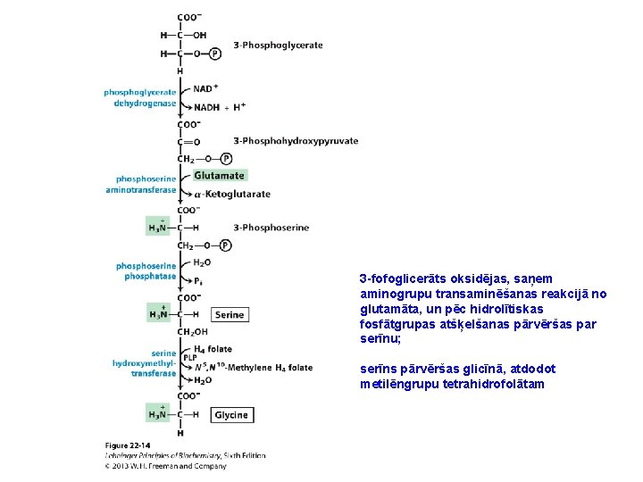 3 -fofoglicerāts oksidējas, saņem aminogrupu transaminēšanas reakcijā no glutamāta, un pēc hidrolītiskas fosfātgrupas atšķelšanas