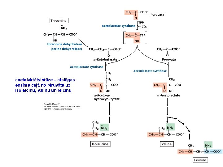 acetolaktātsintāze – atslēgas enzīms ceļā no piruvāta uz izoleicīnu, valīnu un leicīnu 