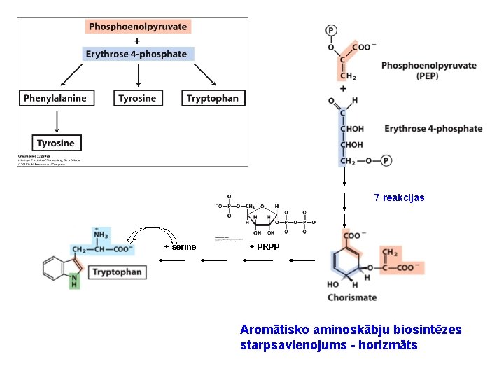 7 reakcijas + serine + PRPP Aromātisko aminoskābju biosintēzes starpsavienojums - horizmāts 