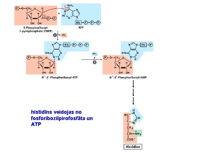 histidīns veidojas no fosforibozilpirofosfāta un ATP 