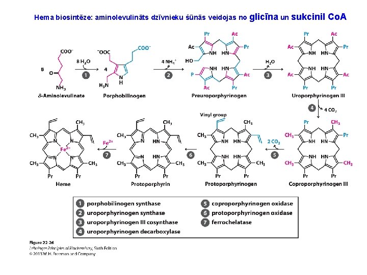 Hema biosintēze: aminolevulināts dzīvnieku šūnās veidojas no glicīna un sukcinil Co. A 