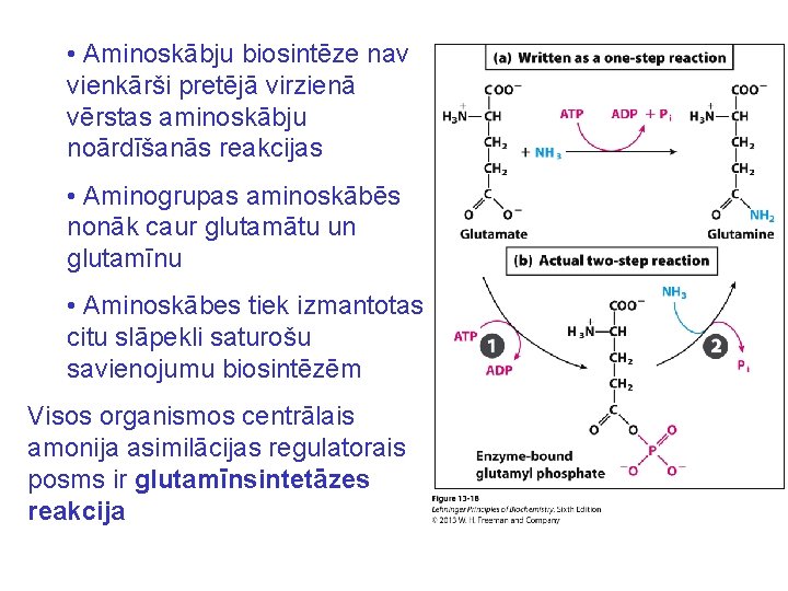  • Aminoskābju biosintēze nav vienkārši pretējā virzienā vērstas aminoskābju noārdīšanās reakcijas • Aminogrupas