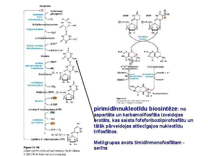 pirimidīnnukleotīdu biosintēze: no aspartāta un karbamoilfosfāta izveidojas orotāts, kas saista fofsforibozilpirofosfātu un tālāk pārveidojas