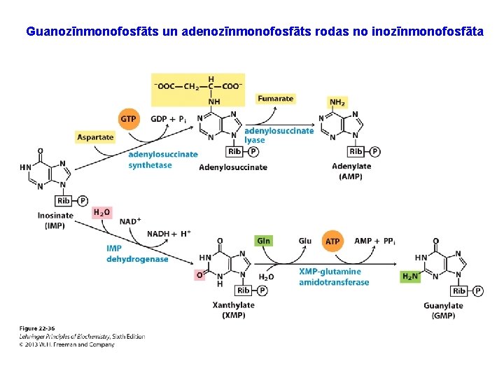 Guanozīnmonofosfāts un adenozīnmonofosfāts rodas no inozīnmonofosfāta 