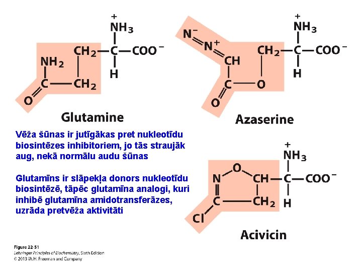 Vēža šūnas ir jutīgākas pret nukleotīdu biosintēzes inhibitoriem, jo tās straujāk aug, nekā normālu