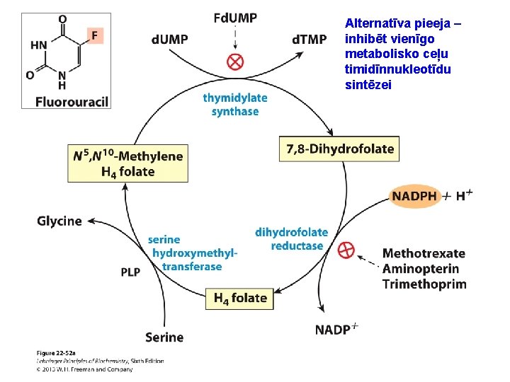 Alternatīva pieeja – inhibēt vienīgo metabolisko ceļu timidīnnukleotīdu sintēzei 
