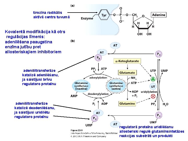 tirozīna radikālis aktīvā centra tuvumā Kovalentā modifikācija kā otrs regulācijas līmenis: adenilēšana paaugstina enzīma