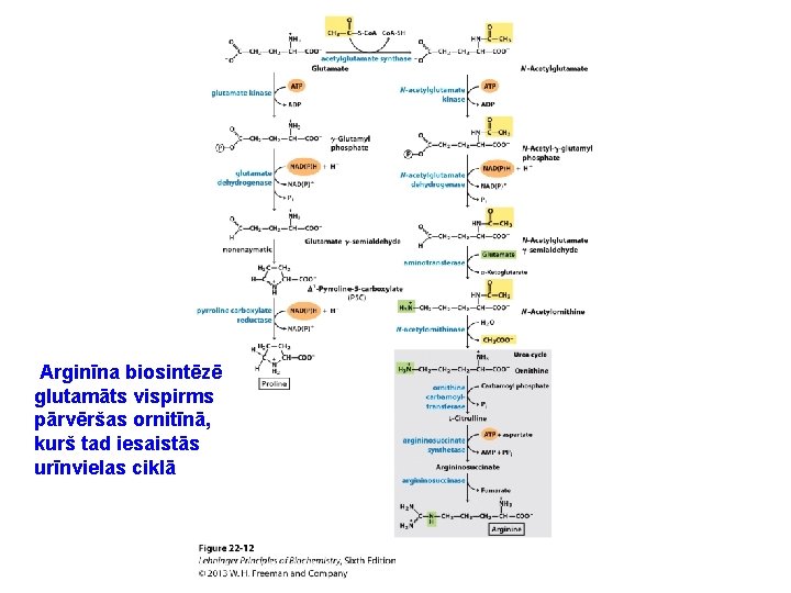 Arginīna biosintēzē glutamāts vispirms pārvēršas ornitīnā, kurš tad iesaistās urīnvielas ciklā 