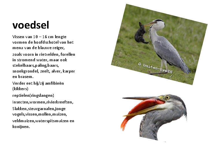 voedsel Vissen van 10 – 16 cm lengte vormen de hoofdschotel van het menu