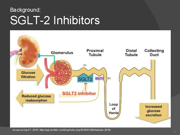 Background: SGLT-2 Inhibitors Accessed April 7, 2016. http: //agscientific. com/blog/index. php/2016/01/26/diabetes-2016/ 7 