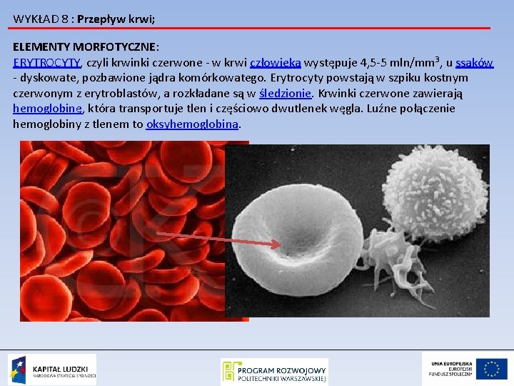 WYKŁAD 8 : Przepływ krwi; ELEMENTY MORFOTYCZNE: ERYTROCYTY, czyli krwinki czerwone - w krwi