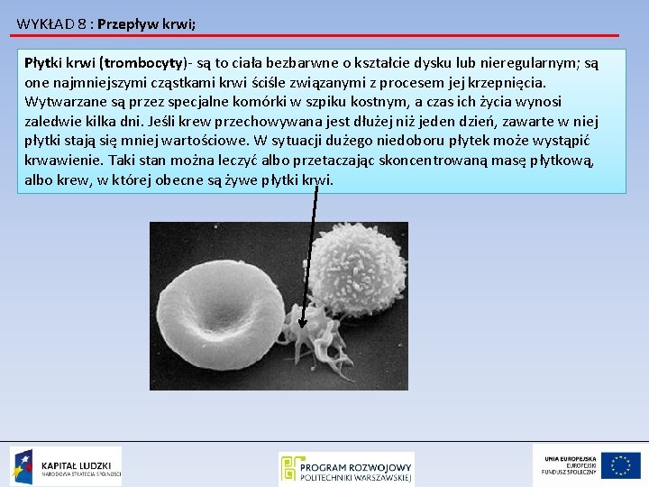 WYKŁAD 8 : Przepływ krwi; Płytki krwi (trombocyty)- są to ciała bezbarwne o kształcie