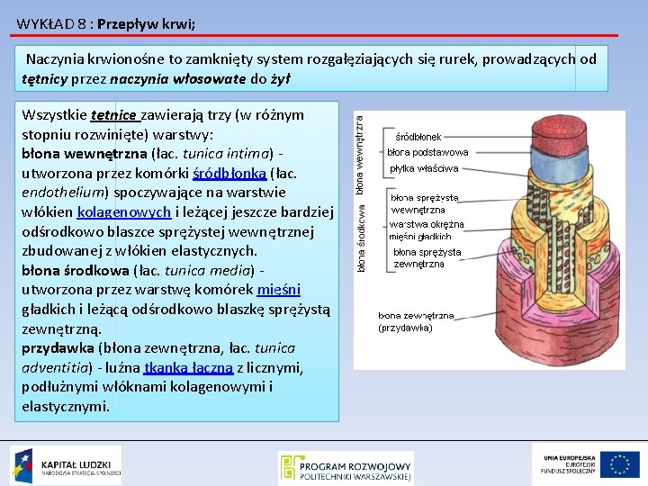 WYKŁAD 8 : Przepływ krwi; Naczynia krwionośne to zamknięty system rozgałęziających się rurek, prowadzących