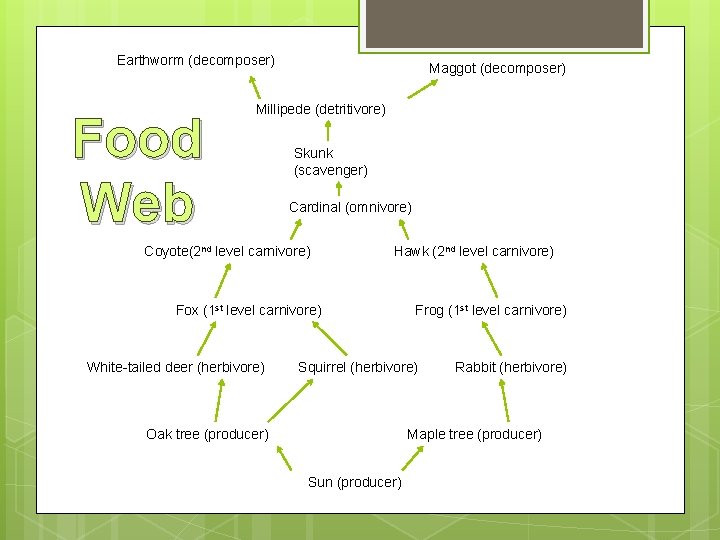 Earthworm (decomposer) Food Web Maggot (decomposer) Millipede (detritivore) Skunk (scavenger) Cardinal (omnivore) Coyote(2 nd