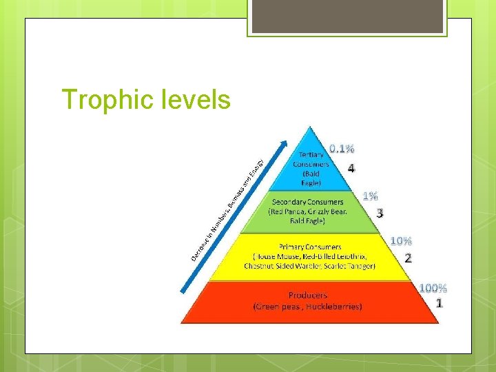 Trophic levels 