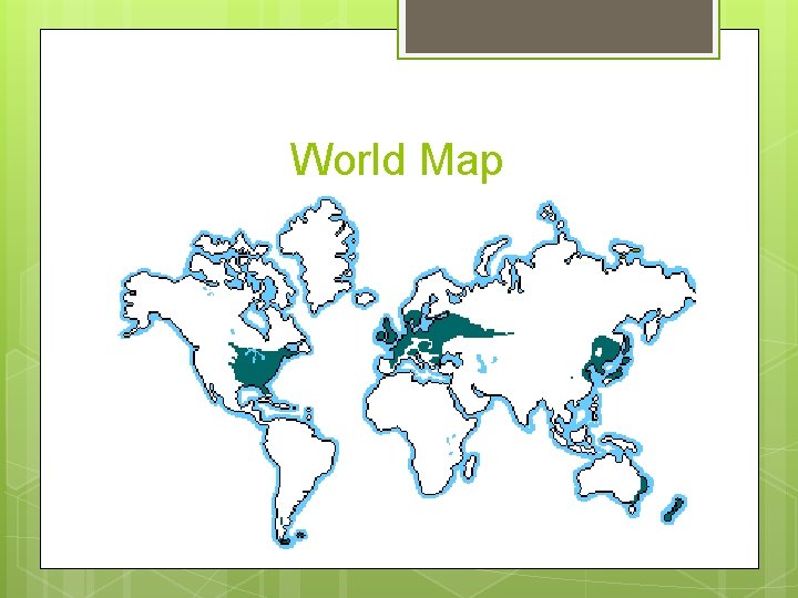 World Map 