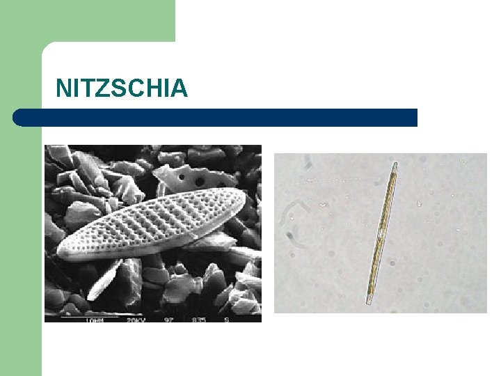 NITZSCHIA 