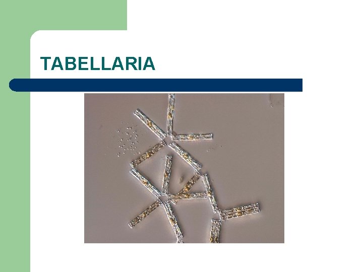 TABELLARIA 