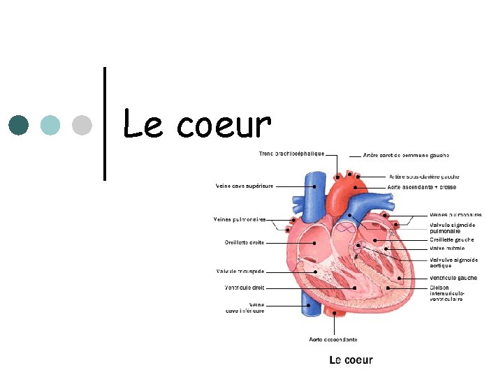 Le coeur 