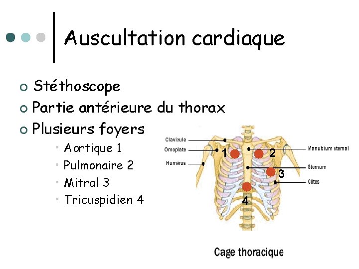 Auscultation cardiaque Stéthoscope ¢ Partie antérieure du thorax ¢ Plusieurs foyers ¢ • •