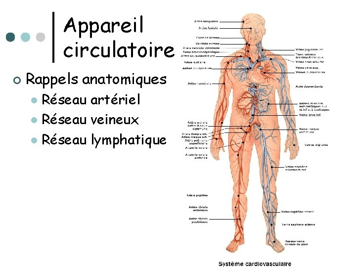 Appareil circulatoire ¢ Rappels anatomiques Réseau artériel l Réseau veineux l Réseau lymphatique l