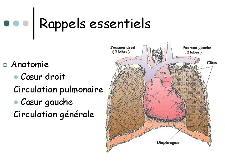 Rappels essentiels ¢ Anatomie l Cœur droit Circulation pulmonaire l Cœur gauche Circulation générale