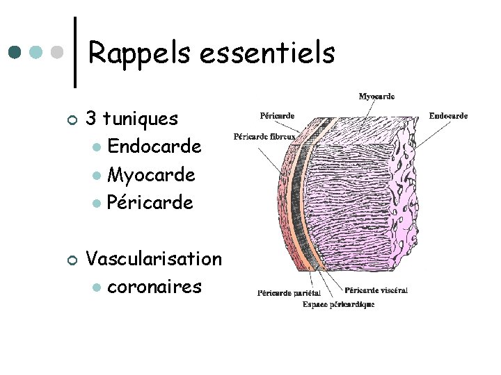 Rappels essentiels ¢ ¢ 3 tuniques l Endocarde l Myocarde l Péricarde Vascularisation l