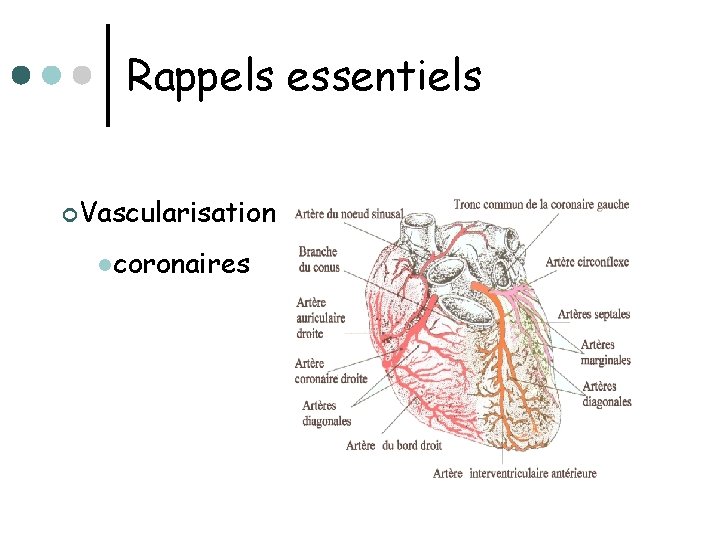 Rappels essentiels ¢Vascularisation lcoronaires 