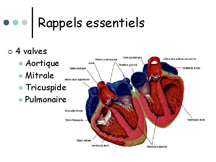 Rappels essentiels ¢ 4 valves l Aortique l Mitrale l Tricuspide l Pulmonaire 