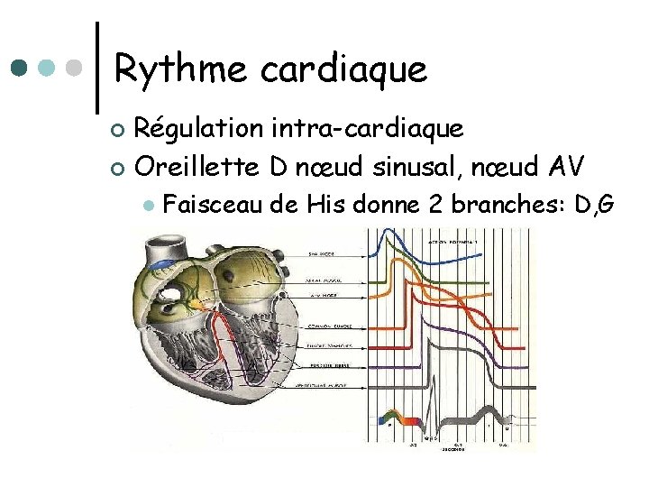 Rythme cardiaque Régulation intra-cardiaque ¢ Oreillette D nœud sinusal, nœud AV ¢ l Faisceau