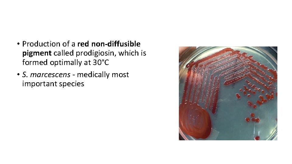 SERRATIA • Production of a red non-diffusible pigment called prodigiosin, which is formed optimally