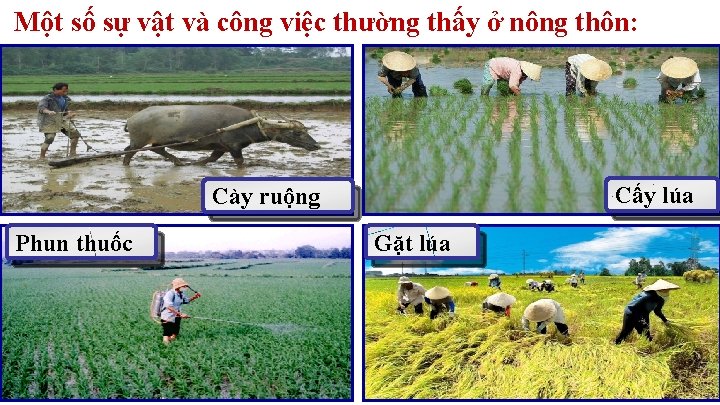 Một số sự vật và công việc thường thấy ở nông thôn: Cấy lúa