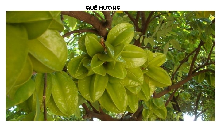 QUÊ HƯƠNG 