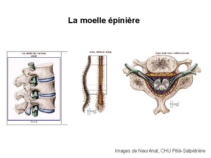 La moelle épinière Images de Neur. Anat, CHU Pitié-Salpétrière 