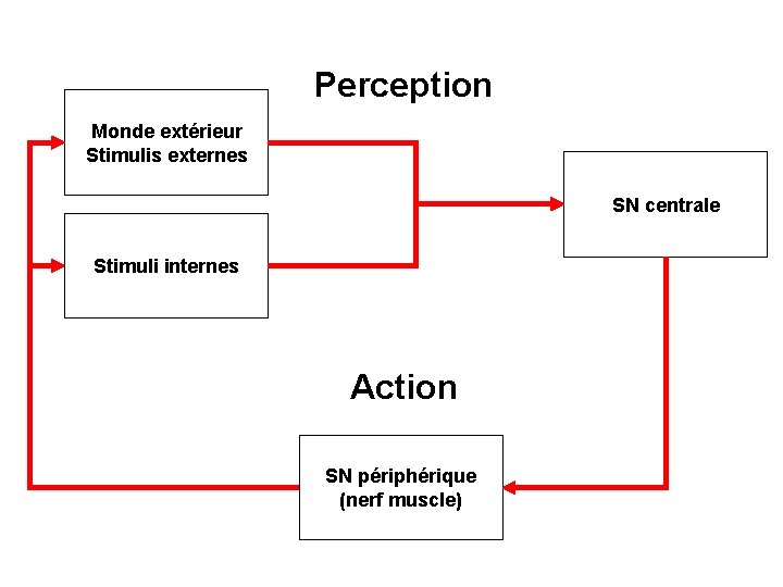 Perception Monde extérieur Stimulis externes SN centrale Stimuli internes Action SN périphérique (nerf muscle)