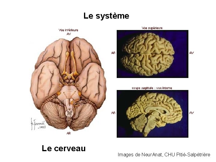 Le système Le cerveau Images de Neur. Anat, CHU Pitié-Salpétrière 