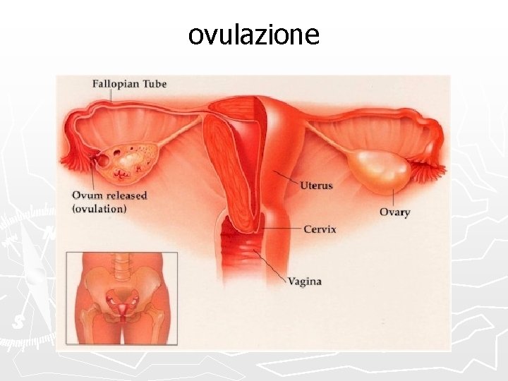 ovulazione 