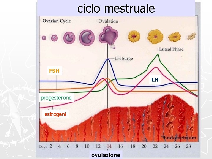 ciclo mestruale FSH LH progesterone estrogeni ovulazione 