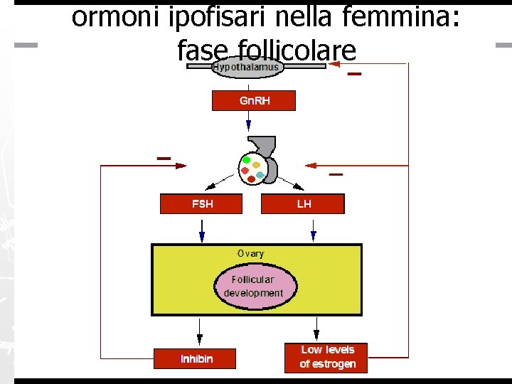 ormoni ipofisari nella femmina: fase follicolare 