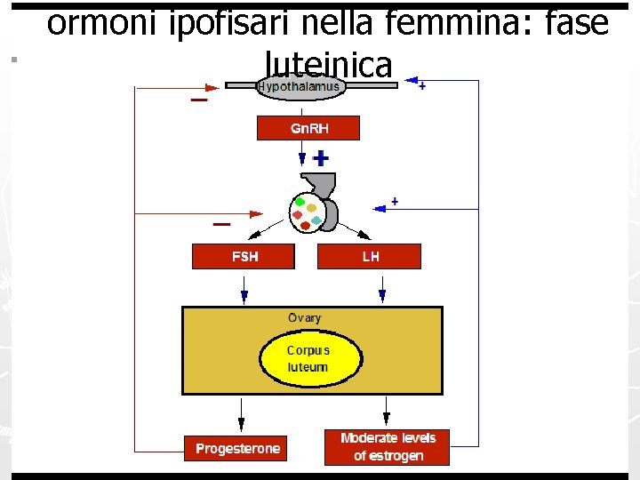 ormoni ipofisari nella femmina: fase luteinica 