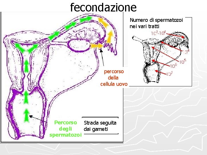 fecondazione Numero di spermatozoi nei vari tratti percorso della cellula uovo Percorso Strada seguita