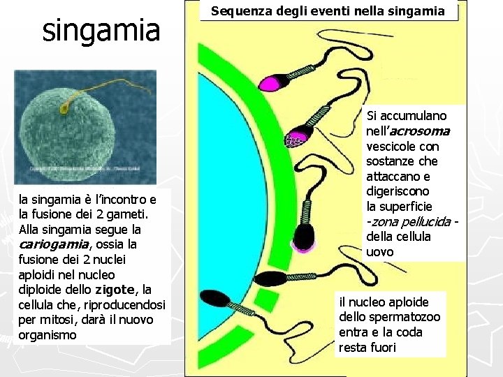 singamia la singamia è l’incontro e la fusione dei 2 gameti. Alla singamia segue