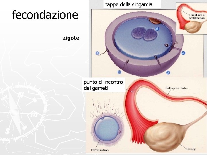 tappe della singamia fecondazione zigote punto di incontro dei gameti 