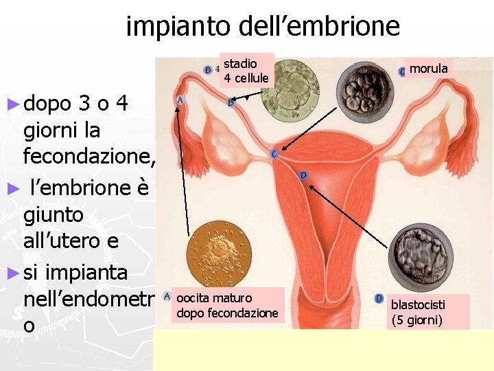 impianto dell’embrione stadio 4 cellule 3 o 4 giorni la fecondazione, ► l’embrione è