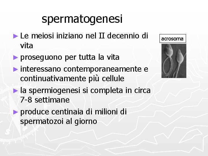 spermatogenesi ► Le meiosi iniziano nel II decennio di vita ► proseguono per tutta