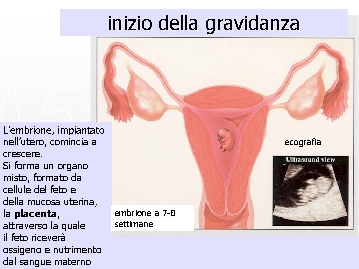 inizio della gravidanza L’embrione, impiantato nell’utero, comincia a crescere. Si forma un organo misto,