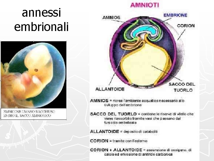 annessi embrionali 