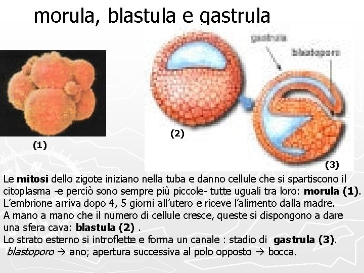 morula, blastula e gastrula (2) (1) (3) Le mitosi dello zigote iniziano nella tuba