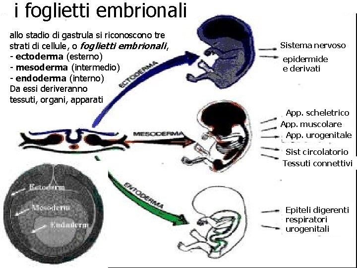 i foglietti embrionali allo stadio di gastrula si riconoscono tre strati di cellule, o
